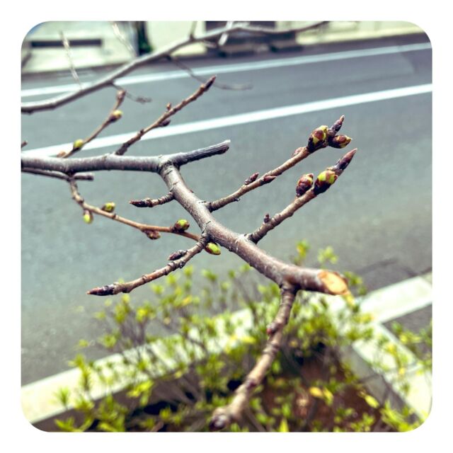 TAKE A NAP千川幸町店近く  この時期は散歩をする度に
一本の桜の若木を観に来ます
旧千川上水の庚申塚近くに
植えられた若木で
板橋高校前の桜並木に
まだ背が低いので枝先の様子が見える
そろそろですね🙂  ･･･････････････････････････････････････････････････  仕事と休憩
1日過ごせるコワーキングスペース
TAKE A NAP  《大山幸町店》
東武東上線大山駅より徒歩5分
池袋駅東口より国際興業バス
第六小学校バス停より徒歩1分  《千川幸町店》
有楽町線千川駅より徒歩10分
池袋駅西口より国際興業バス
水道タンク裏バス停より徒歩1分  お問い合わせ／ご見学希望はDMまたはHPまで  Twitter
→ https://mobile.twitter.com/takeanap_jp/  #板橋区
#豊島区
#千川駅
#大山駅
#コワーキングスペース
#ワークスペース
#シェアオフィス
#イベントスペース
#コミュニティスペース
#地域交流
#HappyCity