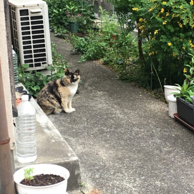 テイクアナップの周りには
地域猫さんが沢山いるエリアで
何匹いるのか分かりません🐈
注意：
※たまに室内（玄関先）に入っていることがあります
※びっくりして飛び出してくることがあります

※明日はドロップインはお休み
　次回は14日（土）

【ドロップイン営業時間】
10時OPEN〜20時まで

【ドロップイン利用料金】
〜1時間　550円
〜2時間　990円
2時間を超えて〜営業終了まで　1,480円
⭐︎全て税込

⭐︎ドロップインは不定期開催

▫️和の雰囲気を残した
　小さな小さなコワーキングスペース▫️

東武東上線大山駅より徒歩17分
有楽町線千川駅から徒歩9分
池袋より国際興業バス
水道タンク裏バス停より徒歩1分
お問い合わせ・ご見学はDM、HPまで

Twitter → https://mobile.twitter.com/takeanap_jp/
HP → https://mmpr.co.jp/solution4/

#板橋区
#豊島区
#千川駅
#大山駅
#小竹向原駅
#要町駅
#テイクアナップ
#TAKEANAP
#コワーキングスペース
#シェアオフィス
#イベントスペース
#ワークスペース
#コミュニティスペース
#自習室
#畳
#畳の部屋
#カフェ
#コーヒー
#和カフェ
#japaneseculture