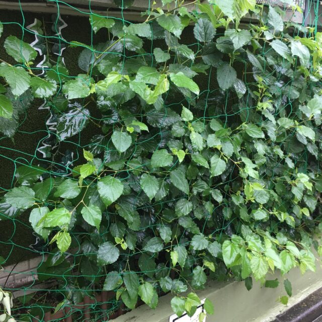 雨という自然からの恵みをうけて
マルベリーの木がすくすくと育ってます☺️

本日26日は、20時までドロップイン開催中⭐︎
明日はドロップインお休みです。

【ドロップイン利用料金】
〜1時間　550円
〜2時間　990円
2時間を超えて〜営業終了まで　1,480円
※全て税込

▫️和の雰囲気を残した
　　️小さな小さなコワーキングスペース▫️

東武東上線大山駅より徒歩18分
有楽町線千川駅より徒歩9分
池袋駅西口より国際興業バス
水道タンク裏バス停より徒歩1分
お問い合わせ・ご見学はDM、HPまで

Twitter → https://mobile.twitter.com/takeanap_jp/
HP → https://takeanap.jp/

#板橋区
#豊島区
#千川駅
#大山駅
#小竹向原駅
#要町駅
#テイクアナップ
#TAKEANAP
#コワーキングスペース
#シェアオフィス
#イベントスペース
#ワークスペース
#コミュニティスペース
#自習室
#畳
#畳の部屋
#カフェ
#コーヒー
#和カフェ
#japaneseculture