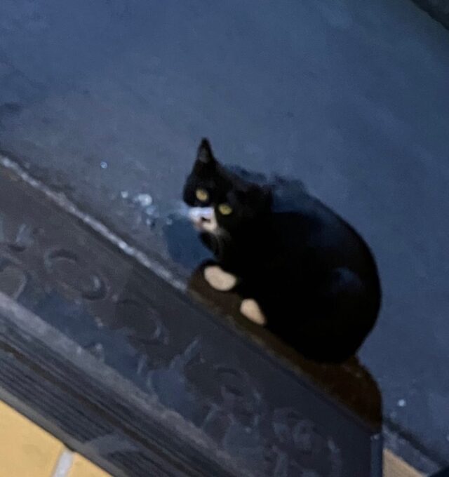 めずらしく黒色猫ちゃん✨
まさかの、ピンボケ😅

明日7日は会員限定日。
次回ドロップインは、8日10時〜です！

【ドロップイン利用料金】
1時間利用　550円
2時間利用　990円
2時間以上利用〜営業終了まで　1,480円
※全て税込
※いたばしPayでお支払いの方
2時間利用→100円引き
2時間以上利用→200円引き

▫️和の雰囲気を残した
　　️小さな小さなコワーキングスペース▫️

東武東上線大山駅より徒歩15分
有楽町線千川駅より徒歩10分
池袋駅西口より国際興業バス
水道タンク裏バス停より徒歩1分
お問い合わせ・ご見学はDM、HPまで

Twitter → https://mobile.twitter.com/takeanap_jp/

#板橋区
#豊島区
#千川駅
#大山駅
#小竹向原駅
#要町駅
#テイクアナップ
#TAKEANAP
#コワーキングスペース
#シェアオフィス
#イベントスペース
#ワークスペース
#コミュニティスペース
#自習室
#畳
#畳の部屋
#カフェ
#コーヒー
#和カフェ
#japaneseculture