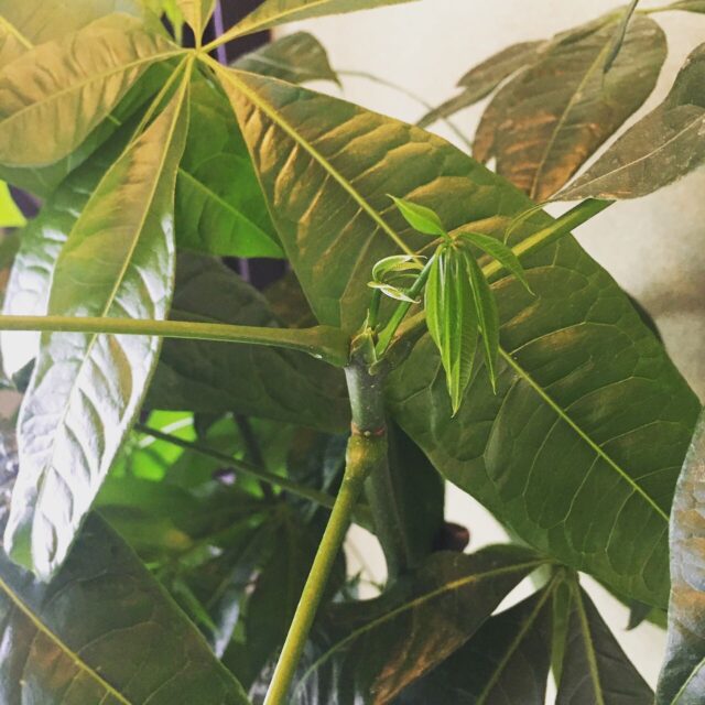 気付かないうちに、パキラから新しい芽が🌱

気温も上がり、じっとしている様に見えて
少しずつ成長しているのですね🙂

私達も頑張らないと‼︎

本日、20時までドロップイン開催中♪
明日3日もドロップイン開催します(^^)

⭐︎ドロップイン利用料金⭐︎
〜1時間　550円
〜2時間　990円
2時間を超えて〜営業終了まで　1,480円
※全て税込

※ドロップインは不定期開催

▫️和の雰囲気を残した
　　️小さな小さなコワーキングスペース▫️

東武東上線大山駅より徒歩18分
有楽町線千川駅より徒歩9分
池袋駅西口より国際興業バス
水道タンク裏バス停より徒歩1分
お問い合わせ・ご見学はDM、HPまで

Twitter → https://mobile.twitter.com/takeanap_jp/
HP → https://mmpr.co.jp/solution4/

#板橋区
#豊島区
#千川駅
#大山駅
#小竹向原駅
#要町駅
#テイクアナップ
#TAKEANAP
#コワーキングスペース
#シェアオフィス
#イベントスペース
#ワークスペース
#コミュニティスペース
#自習室
#畳
#畳の部屋
#カフェ
#コーヒー 
#和カフェ 
#japaneseculture