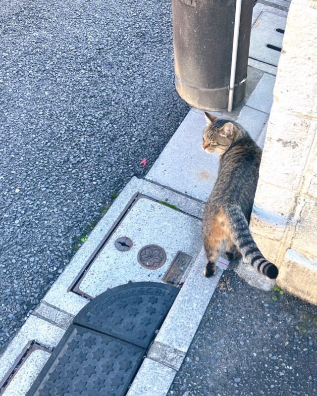 久しぶりに猫ちゃん発見😊
今年も元気に過ごしてねー

明日6日は、
10時よりドロップイン開催します✨

【ドロップイン利用料金】
1時間利用　550円
2時間利用　990円
2時間以上利用〜営業終了まで　1,480円
※全て税込
※いたばしPayでお支払いの方（1／31まで）
2時間利用→100円引き
2時間以上利用→200円引き

▫️和の雰囲気を残した
　　️小さな小さなコワーキングスペース

東武東上線大山駅より徒歩15分
有楽町線千川駅より徒歩10分
池袋駅西口より国際興業バス
水道タンク裏バス停より徒歩1分
お問い合わせ・ご見学はDM、HPまで

Twitter → https://mobile.twitter.com/takeanap_jp/

#板橋区
#豊島区
#千川駅
#大山駅
#小竹向原駅
#要町駅
#テイクアナップ
#TAKEANAP
#コワーキングスペース
#シェアオフィス
#イベントスペース
#ワークスペース
#コミュニティスペース
#自習室
#畳
#畳の部屋
#カフェ
#コーヒー
#和カフェ
#japaneseculture
