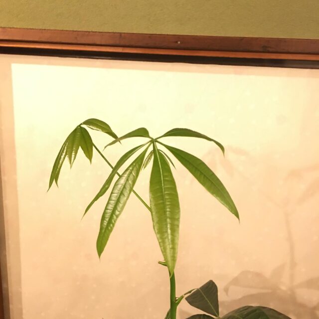 観葉植物のパキラの芽が順調に成長中🌱
癒しの1つなので今後が楽しみです☺️

明日2日は、10〜20時でドロップイン開催します！

【ドロップイン利用料金】
1時間利用　550円
2時間利用　990円
2時間以上〜営業終了まで　1,480円
※全て税込

▫️和の雰囲気を残した
　　️  小さな小さなコワーキングスペース▫️

東武東上線大山駅より徒歩18分
有楽町線千川駅より徒歩9分
池袋駅西口より国際興業バス
『水道タンク裏』下車より徒歩1分
お問い合わせ・ご見学はDM、HPまで

Twitter → https://mobile.twitter.com/takeanap_jp/
HP → https://takeanap.jp/

#板橋区
#豊島区
#千川駅
#大山駅
#小竹向原駅
#要町駅
#テイクアナップ
#TAKEANAP
#コワーキングスペース
#シェアオフィス
#イベントスペース
#ワークスペース
#コミュニティスペース
#自習室
#畳
#畳の部屋
#カフェ
#コーヒー
#和カフェ
#japaneseculture