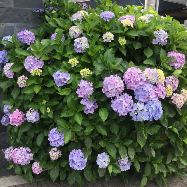 通勤途中にいつも見ていた紫陽花が咲いていました！
様々な色の紫陽花がありますが、薄紫色の紫陽花が1番好きです(^^)

本日13日は、20時までドロップインを開催中⭐︎

【ドロップイン利用料金】
〜1時間　550円
〜2時間　990円
2時間を超えて〜営業終了まで　1,480円
※全て税込

▫️和の雰囲気を残した
　　️小さな小さなコワーキングスペース▫️

東武東上線大山駅より徒歩18分
有楽町線千川駅より徒歩9分
池袋駅西口より国際興業バス
水道タンク裏バス停より徒歩1分
お問い合わせ・ご見学はDM、HPまで

Twitter → https://mobile.twitter.com/takeanap_jp/
HP → https://mmpr.co.jp/solution4/

#板橋区
#豊島区
#千川駅
#大山駅
#小竹向原駅
#要町駅
#テイクアナップ
#TAKEANAP
#コワーキングスペース
#シェアオフィス
#イベントスペース
#ワークスペース
#コミュニティスペース
#自習室
#畳
#畳の部屋
#カフェ
#コーヒー 
#和カフェ 
#japaneseculture