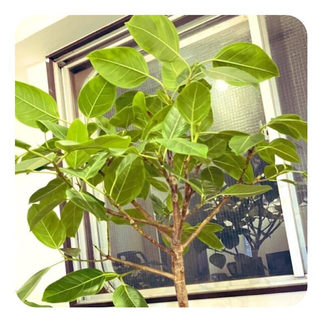 大山幸町店にも少しづつ
観葉植物を増やしてます🪴

･･･････････････････････････････････････････････････

仕事と休憩
1日過ごせるコワーキングスペース
TAKE A NAP

《大山幸町店》
東武東上線大山駅より徒歩5分
池袋駅東口より国際興業バス
第六小学校バス停より徒歩1分

《千川幸町店》
有楽町線千川駅より徒歩10分
池袋駅西口より国際興業バス
水道タンク裏バス停より徒歩1分

お問い合わせ・ご見学はDM、HPまで

Twitter
→ https://mobile.twitter.com/takeanap_jp/

#板橋区
#豊島区
#千川駅
#大山駅
#コワーキングスペース
#シェアオフィス
#イベントスペース
#ワークスペース
#コミュニティスペース
#国際交流
#地域交流