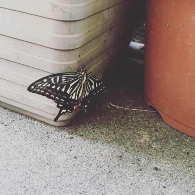 おはようございます☺️
片付けをしていると足下に蝶々🦋
近づいても動くことなく…
元気がないのかな？と思ったら、突然ふわっと飛んでいきました⭐︎

本日22日は、10〜20時でドロップイン開催します⭐︎明日はイベント開催の為、ドロップインは午後1時からです。

【ドロップイン利用料金】
〜1時間　550円
〜2時間　990円
2時間を超えて〜営業終了まで　1,480円
※全て税込

▫️和の雰囲気を残した
　　️小さな小さなコワーキングスペース▫️

東武東上線大山駅より徒歩18分
有楽町線千川駅より徒歩9分
池袋駅西口より国際興業バス
水道タンク裏バス停より徒歩1分
お問い合わせ・ご見学はDM、HPまで

Twitter → https://mobile.twitter.com/takeanap_jp/
HP → https://mmpr.co.jp/solution4/

#板橋区
#豊島区
#千川駅
#大山駅
#小竹向原駅
#要町駅
#テイクアナップ
#TAKEANAP
#コワーキングスペース
#シェアオフィス
#イベントスペース
#ワークスペース
#コミュニティスペース
#自習室
#畳
#畳の部屋
#カフェ
#コーヒー
#和カフェ
#japaneseculture