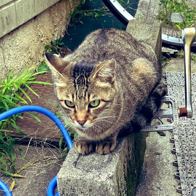 コワーキングスペース裏のブロック塀に
近所に住む猫ちゃんが☺️
前に遊びに来てくれた子かなぁ⭐︎

明日13日は会員限定日のため、ドロップインお休みです。次回、ドロップインは14日10時〜です⭐︎

【ドロップイン利用料金】
〜1時間　550円
〜2時間　990円
2時間を超えて〜営業終了まで　1,480円
※全て税込

▫️和の雰囲気を残した
　　️  小さな小さなコワーキングスペース▫️

東武東上線大山駅より徒歩18分
有楽町線千川駅より徒歩9分
池袋駅西口より国際興業バス
『水道タンク裏』下車より徒歩1分
お問い合わせ・ご見学はDM、HPまで

Twitter → https://mobile.twitter.com/takeanap_jp/
HP → https://takeanap.jp/

#板橋区
#豊島区
#千川駅
#大山駅
#小竹向原駅
#要町駅
#テイクアナップ
#TAKEANAP
#コワーキングスペース
#シェアオフィス
#イベントスペース
#ワークスペース
#コミュニティスペース
#自習室
#畳
#畳の部屋
#カフェ
#コーヒー
#和カフェ
#japaneseculture
