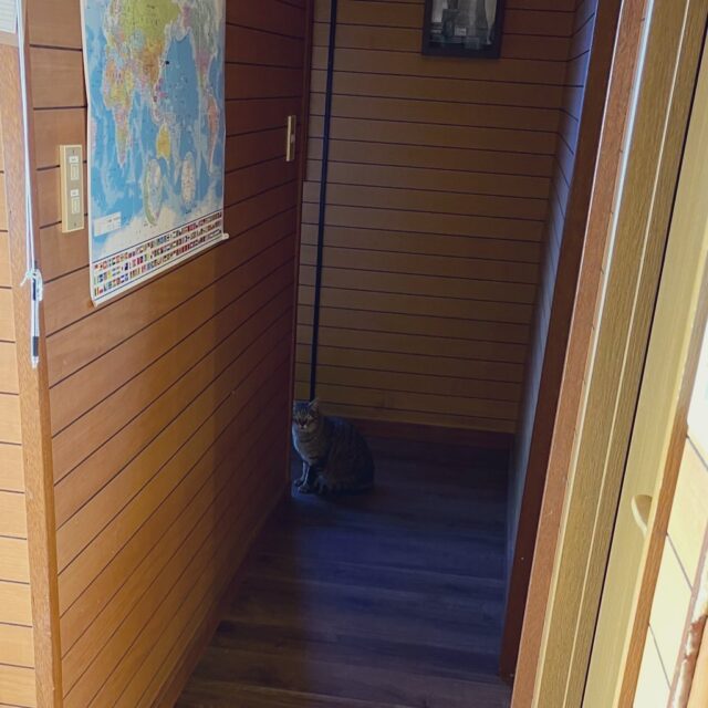 今日は風が強くて寒かったですね🍃

めずらしく猫ちゃんが中まで…
ちょこっとだけ
ドロップインご利用です🐟🐈

猫ちゃん、人間さま
どちらも歓迎ドロップインは
明日も11日 10時より開催です笑

【ドロップイン利用料金】
1時間利用　550円
2時間利用　990円
2時間以上利用〜営業終了まで　1,480円
※全て税込
※いたばしPayでお支払いの方（1／31まで）
2時間利用→100円引き
2時間以上利用→200円引き

▫️和の雰囲気を残した
　　️小さな小さなコワーキングスペース

東武東上線大山駅より徒歩15分
有楽町線千川駅より徒歩10分
池袋駅西口より国際興業バス
水道タンク裏バス停より徒歩1分
お問い合わせ・ご見学はDM、HPまで

Twitter → https://mobile.twitter.com/takeanap_jp/

#板橋区
#豊島区
#千川駅
#大山駅
#小竹向原駅
#要町駅
#テイクアナップ
#TAKEANAP
#コワーキングスペース
#シェアオフィス
#イベントスペース
#ワークスペース
#コミュニティスペース
#自習室
#畳
#畳の部屋
#カフェ
#コーヒー
#和カフェ
#japaneseculture