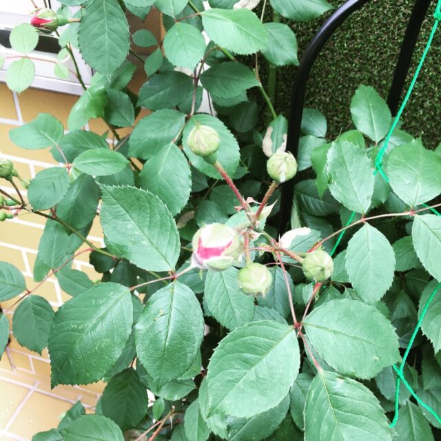 コワーキングスペースの玄関先にあるバラが開花しました😊

⭐︎ドロップイン営業時間⭐︎
休憩スペースリフォームの為、
本日28日〜5月1日臨時休業（見学可※要予約）
次回、5月2日（月）／6日（金）ドロップイン開放致します

※ドロップインは不定期開催

▫️和の雰囲気も残した
小さな小さなコワーキングスペース▫️

東武東上線大山駅より徒歩17分
有楽町線千川駅から徒歩9分
池袋より国際興業バス
水道タンク裏バス停より徒歩1分
お問い合わせ・ご見学はDM、HPまで

Twitter → https://mobile.twitter.com/takeanap_jp/
HP → https://mmpr.co.jp/solution4/

#板橋区
#豊島区
#千川駅
#大山駅
#小竹向原駅
#要町駅
#テイクアナップ
#TAKEANAP
#コワーキングスペース
#シェアオフィス
#イベントスペース
#ワークスペース
#コミュニティスペース
#自習室
#畳
#畳の部屋
#カフェ
#コーヒー 
#和カフェ 
#japaneseculture