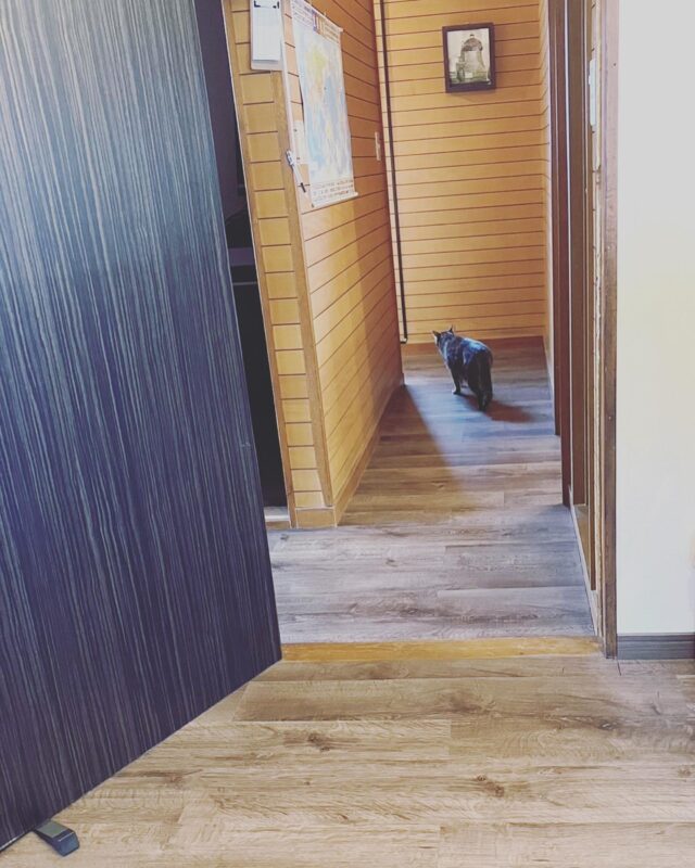 猫ちゃんご来店😊
いつも短い時間だけど
ほっこり癒しを届けてくれる
貴重な存在🐈

明日26日はドロップインお休み。
次回のドロップイン開催は27日です☆

▫️和の雰囲気を残した
　　️小さな小さなコワーキングスペース

東武東上線大山駅より徒歩15分
有楽町線千川駅より徒歩10分
池袋駅西口より国際興業バス
水道タンク裏バス停より徒歩1分
お問い合わせ・ご見学はDM、HPまで

Twitter → https://mobile.twitter.com/takeanap_jp/

#板橋区
#豊島区
#千川駅
#大山駅
#小竹向原駅
#要町駅
#テイクアナップ
#コワーキングスペース
#シェアオフィス
#イベントスペース
#ワークスペース
#コミュニティスペース
#自習室
#畳
#畳の部屋
#カフェ
#コーヒー
#和カフェ
#japaneseculture